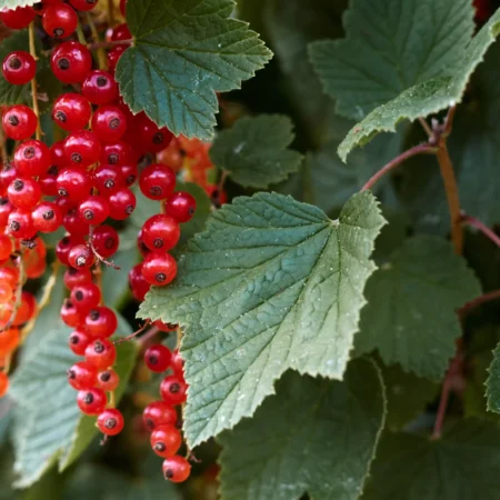 Jardin des baiesaromazaluti | zaluti b. V.