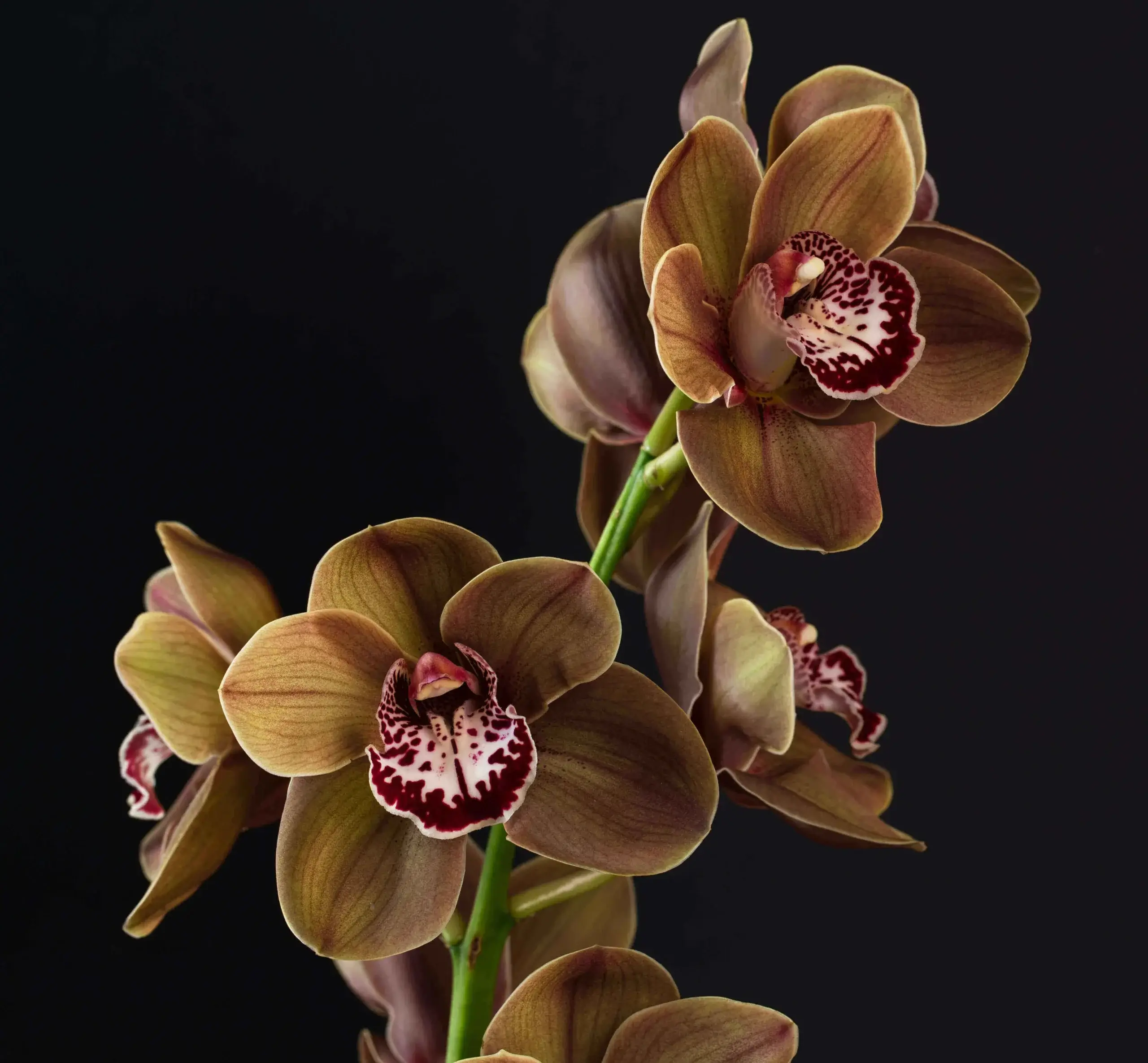 Orchide-zaluti