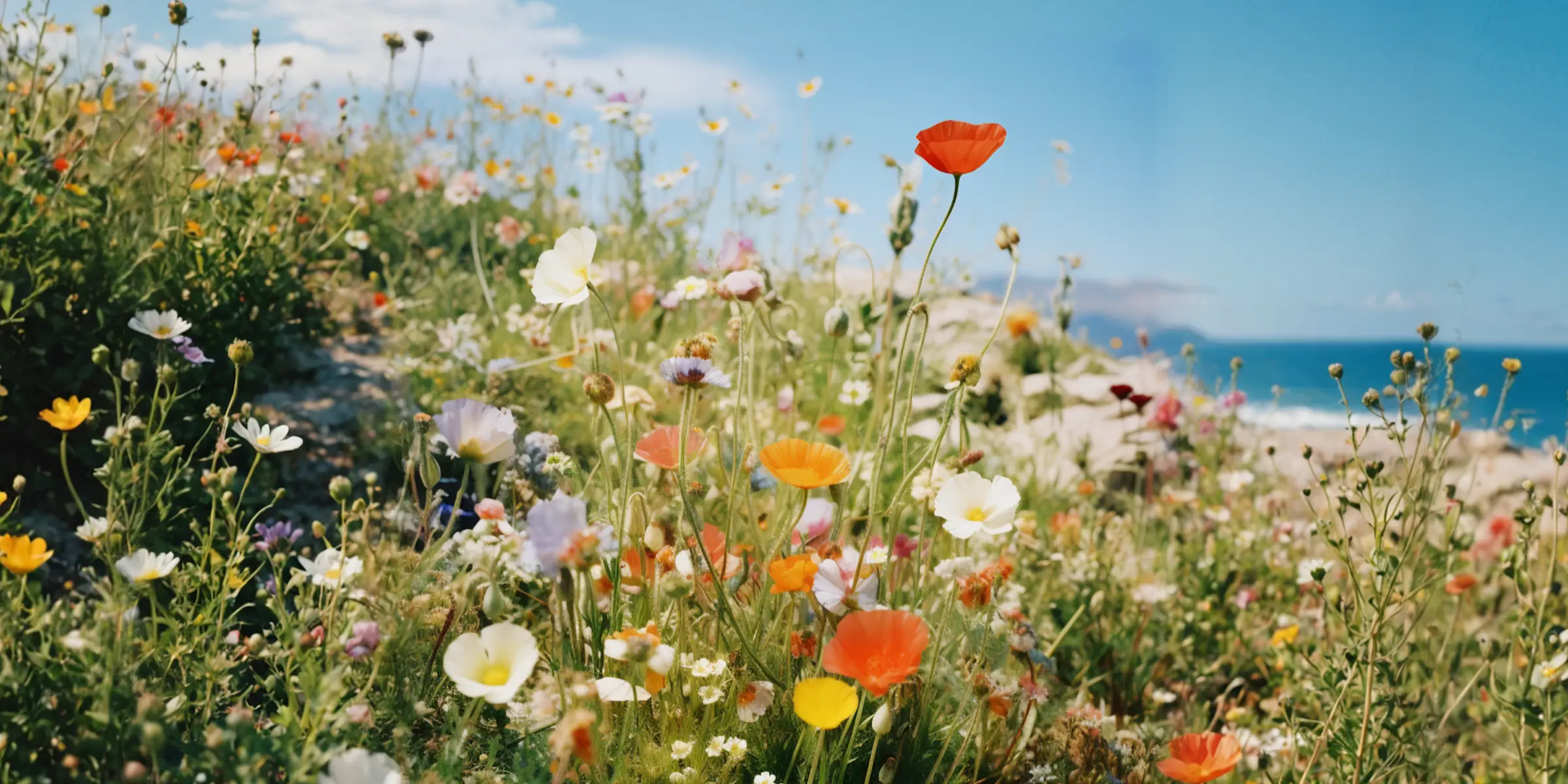 Vibrant wildflower field by the ocean under a clear blue sky, symbolizing the fresh and natural signature scent that Zaluti provides for My Jewellery’s scent marketing.